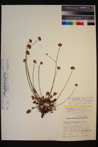 Eriogonum nudum var. scapigerum image